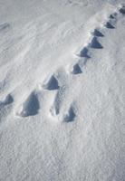 huellas de animales en la nieve. foto