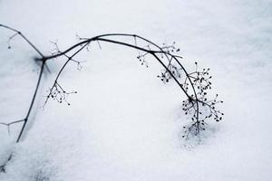 Stem of dried plants on snow photo