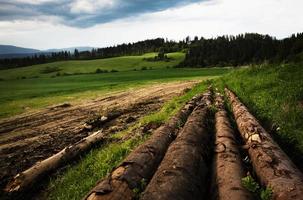 Stack of wood next to the forest photo