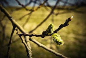 Willow blossom buds photo