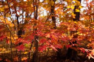 Red maple leaves on a tree in a forest photo