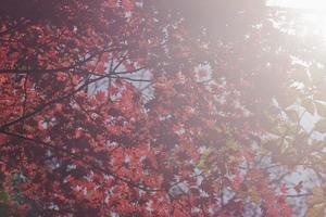 Red maple leaves on a tree in a forest photo