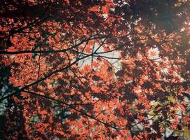 Red maple leaves on a tree in a forest photo