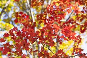 Red maple leaves on a tree in a forest photo