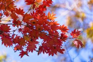 Red maple leaves on a tree in a forest