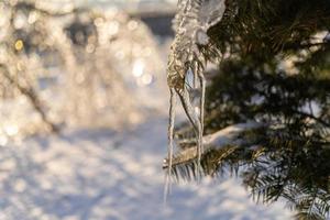 Icicles on a spruce tree branch photo