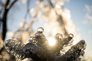 carámbanos en una rama de árbol de abeto foto