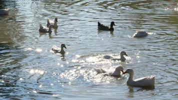 Eine Herde weißer Enten schwimmt mit Sonnenlichtreflexionen auf dem Wasser über den Teich video