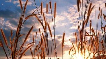 gräsblommor i naturlig äng som vinkar med vinden över solnedgångshimlen video