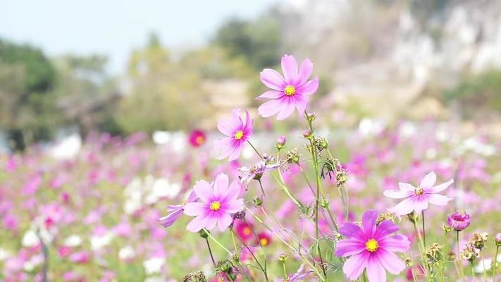 花朵影片