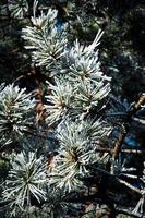 Close-up of pine photo