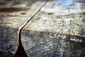 Close-up of wood photo