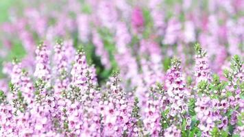 fiore rosa di salvia o prato fiorito di salvia farinacea video