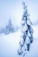 Dreamy snowy spruce tree photo