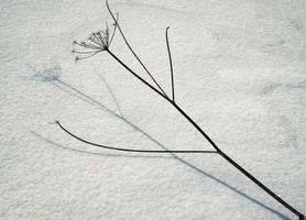 Dry plant on snow photo