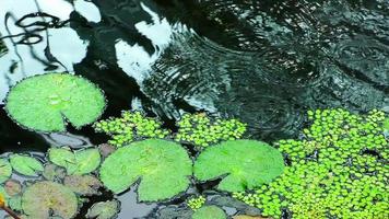 Nenúfares verdes sobre el agua del lago video