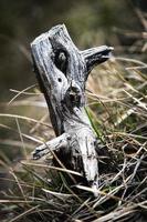 Dry stump in the grass photo