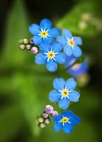 Blue forget-me-not flowers photo