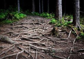 Raíces de árboles entrelazadas foto