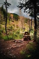 Forest with stump photo