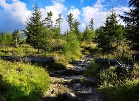 Morning on the path to the mountains photo