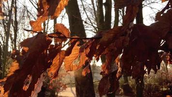 feuilles d'automne contre le soleil video