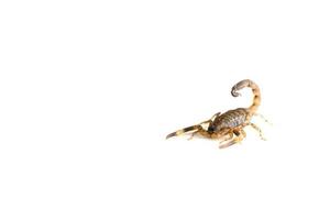 Escorpión marrón sobre un fondo blanco. foto