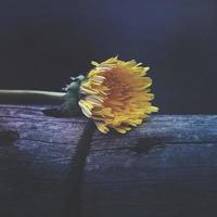 flor amarilla en la temporada de primavera foto