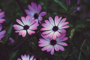 Pink flowers in the garden in springtime photo