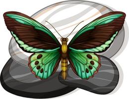 Top view of butterfly on a stone on white background vector