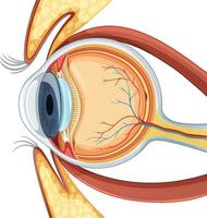 Diagram of human eyeball anatomy