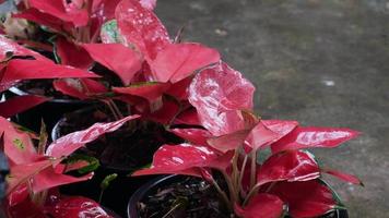 foglie fresche di caladium rosso colorato in una giornata piovosa video