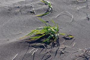 Parche de arena volcánica negra con un poco de hierba en Kamchatka, Rusia foto