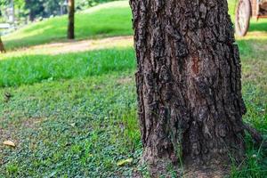 árbol en un parque foto