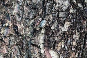 textura de corteza de árbol foto