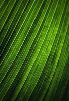 Detail of a green leaf photo