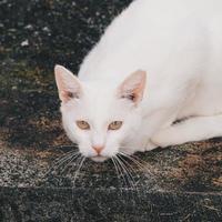 retrato de gato callejero blanco