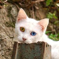 White stray cat portrait photo