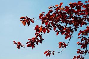 hojas de arbol rojo en la temporada de otoño foto