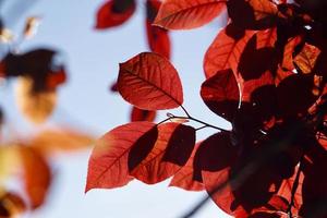 hojas de arbol rojo en la temporada de otoño foto