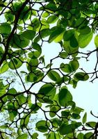 hojas de árboles verdes en la temporada de primavera foto