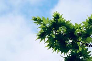 hojas de árboles verdes en la temporada de primavera foto