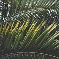 Palm trees and blue sky in a tropical climate photo