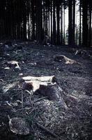 Dark felled forest photo