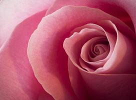 Close-up of a pink rose photo