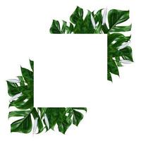 Tropical green leaf frame on a white background photo