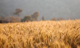 campo de cebada en la temporada de verano foto