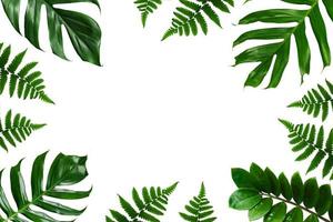Tropical palm leaves frame on a white background photo