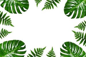 Tropical palm leaves frame on a white background photo