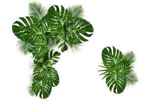 Green tropical leaves on a white background photo